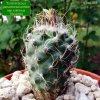 Turbinicarpus _pseudomacrochele _ssp.minimus_ TSG9103 _01